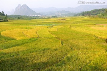 田园田野