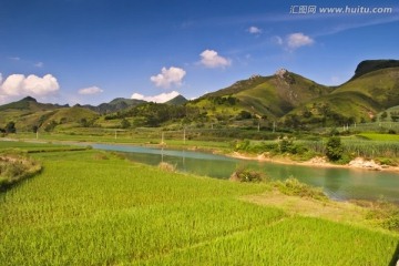 摄影水稻田