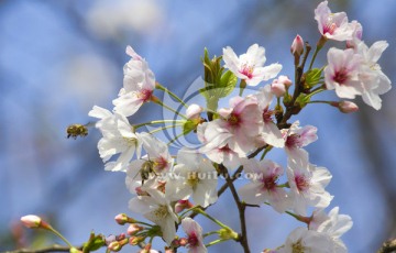 樱花蜜