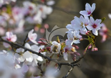 樱花