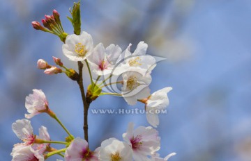 小清新之樱花