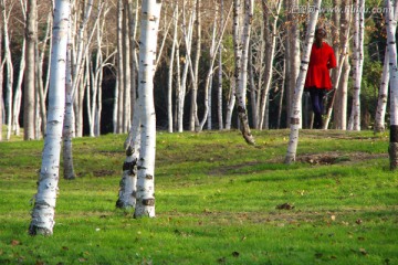 白桦林和绿草地