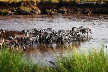 肯尼亚迁徙的斑马
