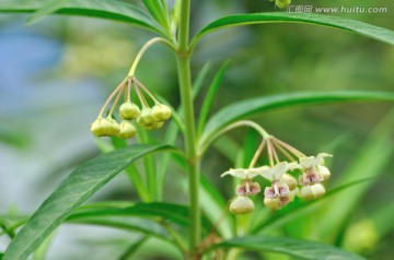 气球果花