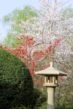 西安青龙寺樱花