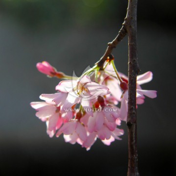 一枝樱花