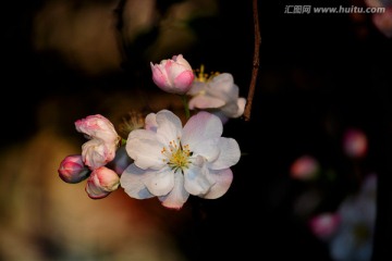 海棠花