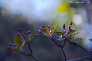 发芽的植物枝叶