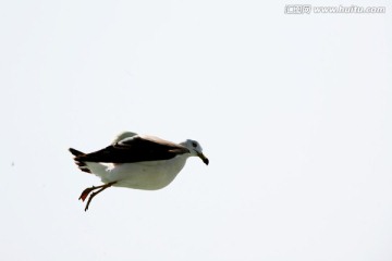 海鸥