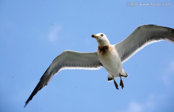 海鸥