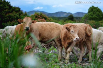 黄牛