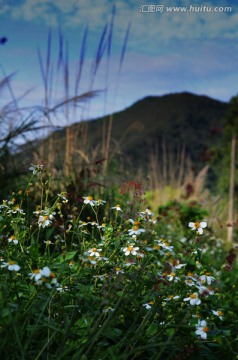 野山菊