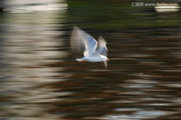 慢门海鸥