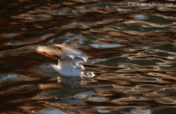 慢门海鸥