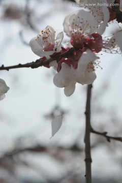 桃花花瓣