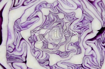 紫甘蓝菜心的叶脉图片