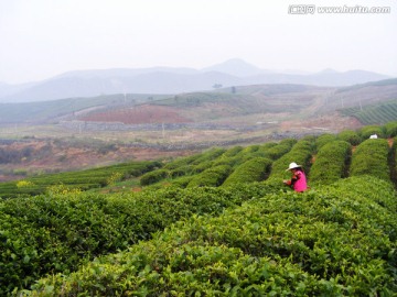 采茶