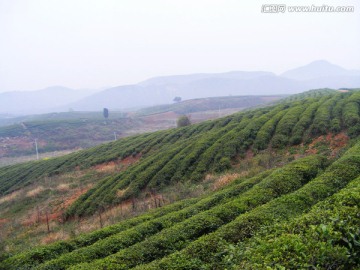 茶山