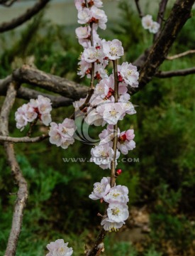 春天来了 桃花  春桃