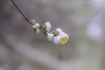 三月底的杏花