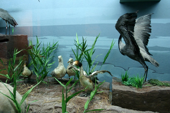 动物标本 古代鸟类