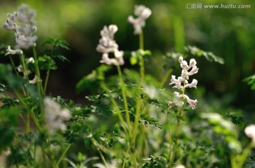 婆婆纳花