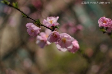 花朵迎春