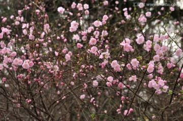 桃花背景素材