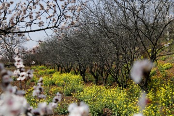 油菜花