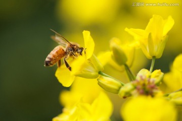 采蜜中的蜜蜂