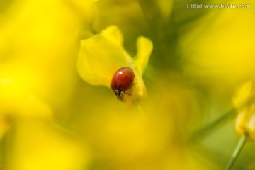 油菜花中的瓢虫