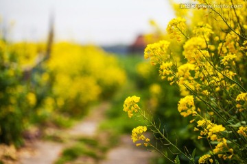 油菜花