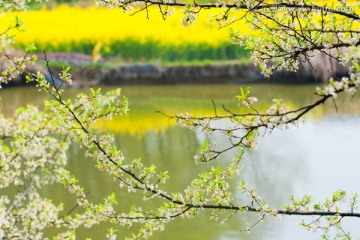 春天 李花 油菜花