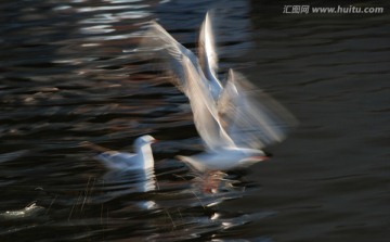 慢门海鸥