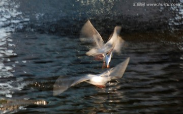 慢门海鸥