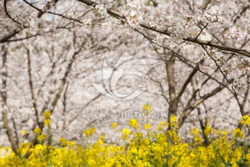 樱花