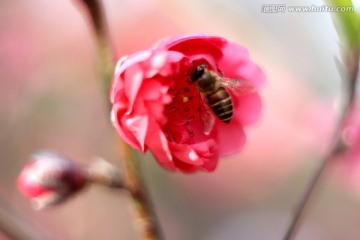 春天桃花开