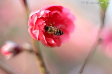 蜜蜂采蜜