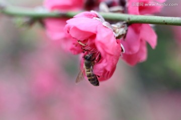 蜜蜂采蜜