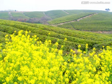 茶山