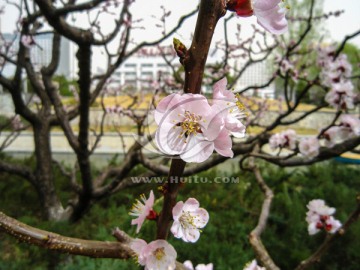 春暖花开 桃花