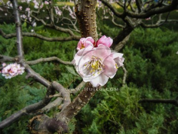 春暖花开 桃花 花骨朵