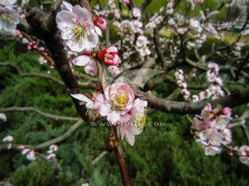 春暖花开 桃花 踏春