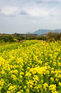 油菜花田