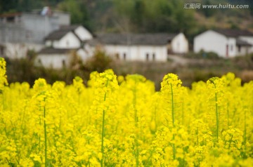 乡村油菜花