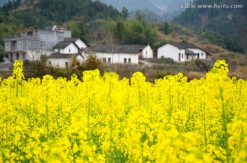 乡村油菜花