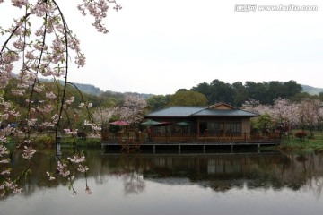 樱花园风景