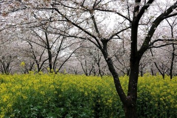 樱花园风景