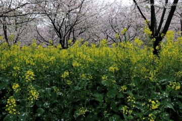 樱花园风景