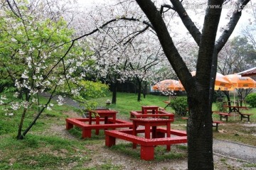 樱花园风景